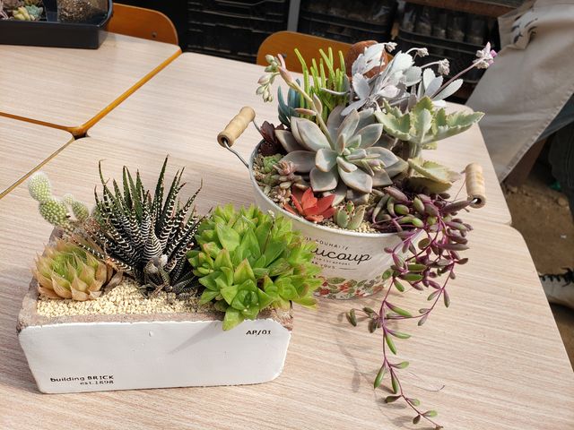 ���߂Ăɂ��Ă͂܂��܂��̏o���΂�(��)_Saiki�@Engei