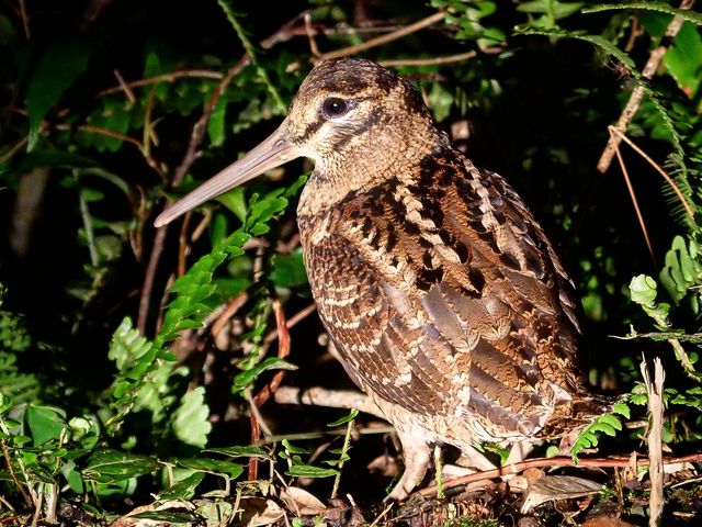 �A�}�~���}�V�M�B_�~�b�h�i�C�g�c�A�[����