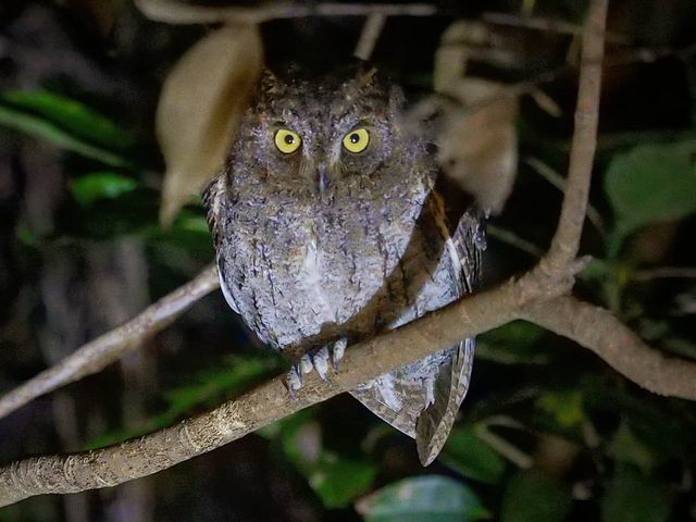 �����E�L���E�R�m�n�Y�N�B_�~�b�h�i�C�g�c�A�[����