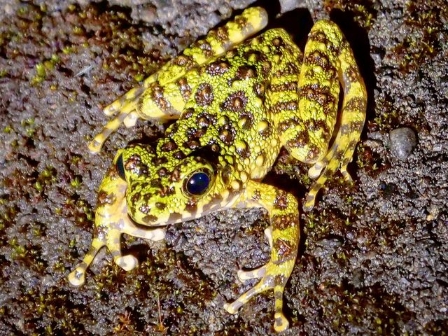 �C�V�J���K�G���B_�~�b�h�i�C�g�c�A�[����