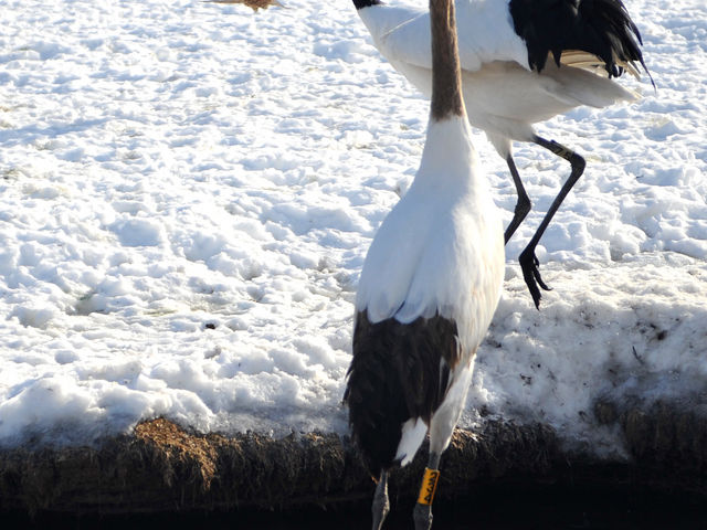 �Ƃт����A�^�b�N�I_�O���ߎ��R����