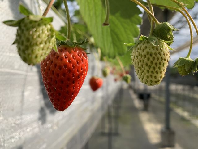 �����ɂ���Ă͂܂����Ԃ��Ȃ��ĂȂ����̂�����܂����A������䕂��Ԃ��傫���Ȃ��Ă܂��I�I�I_��{��������