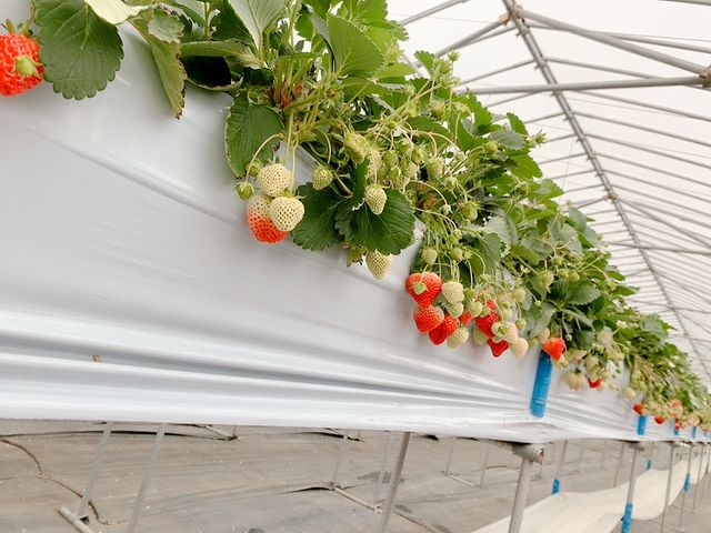 �Y���[�Ɖz��P����������_�����e���X