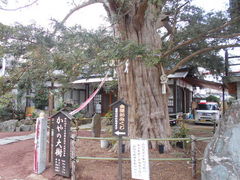 トシローさんの済広寺のカヤの投稿写真1