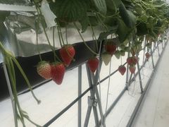 }}񂳂̃x[Yt@ւ̓eʐ^1