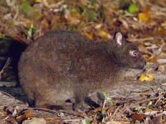 䂫ۂ񂳂̃~bhiCgcA[ւ̓eʐ^1