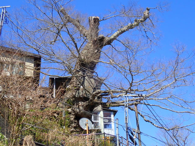 御岳山の神代ケヤキ】アクセス・営業時間・料金情報 - じゃらんnet