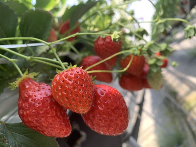 �������������I�I_�x�ÃA�N�A�t�@�[��