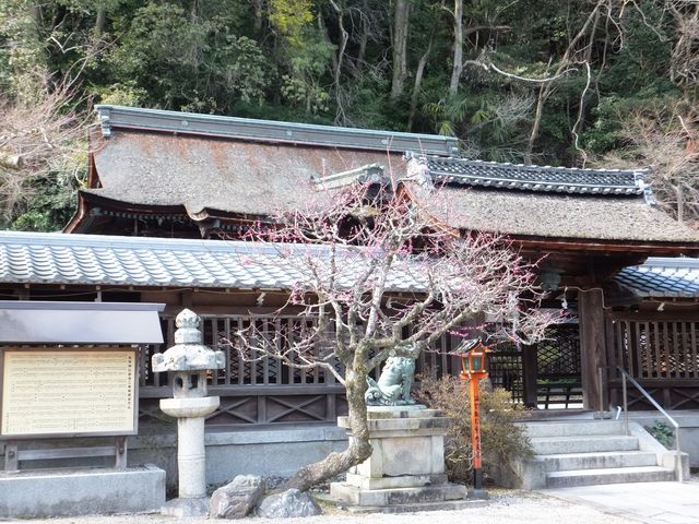 �{�a�̎l������L����芪���Ă��܂��B_�����_��