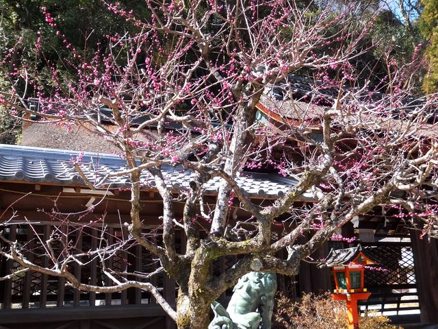 ���ɕ{�V���{�̂悤�ɖ�O�ɔ~���炢�Ă��܂����B_�����_��