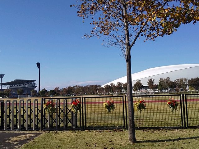 �Y��Ȑ�_�F�J�X�|�[�c��������