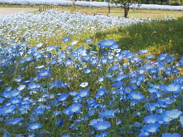 �l���t�B�����Y��_�F�J�X�|�[�c��������