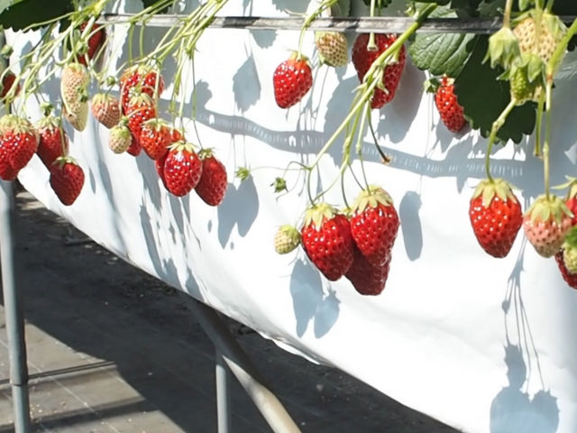 �����ς��ł��B_�X�g���x���[�t�B�[���h