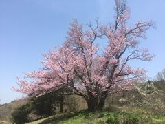 �����ڂ肳��̒n���v�ۂ̃I�I���}�U�N���ւ̓��e�ʐ^1