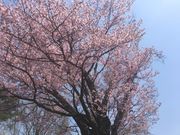 �����ڂ肳��̒n���v�ۂ̃I�I���}�U�N���̓��e�ʐ^2