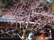 ���ڂ炳��̒����_�Ђ̓��e�ʐ^8