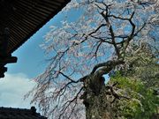 ������񂳂�̑��V���̂�������̓��e�ʐ^3