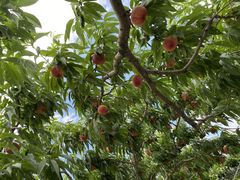 ̂肿񂳂̒_ւ̓eʐ^1