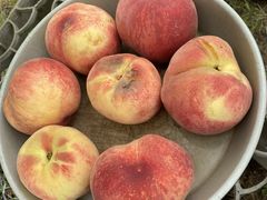 ̂肿񂳂̒_ւ̓eʐ^2