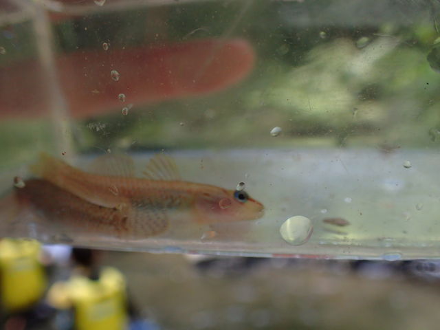 �߂܂�������_HABU ASOBI