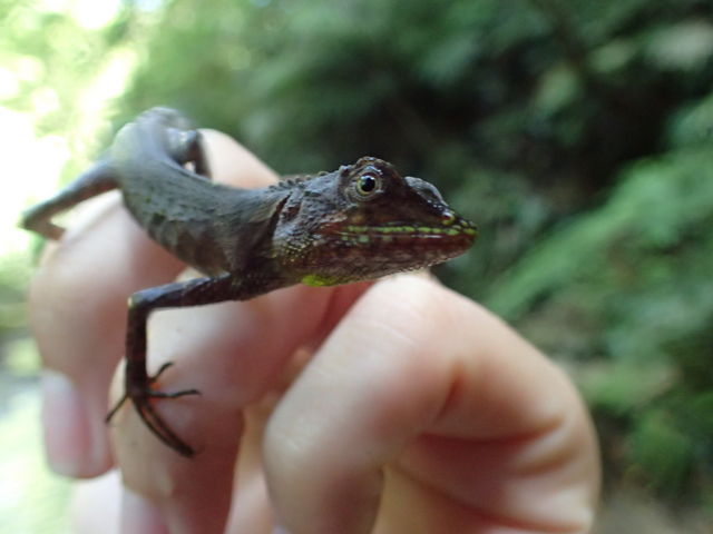 �߂܂����g�J�Q_HABU ASOBI