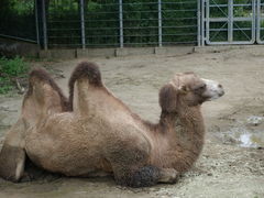 八木山動物公園フジサキの杜 仙台市八木山動物公園 の口コミ一覧 じゃらんnet
