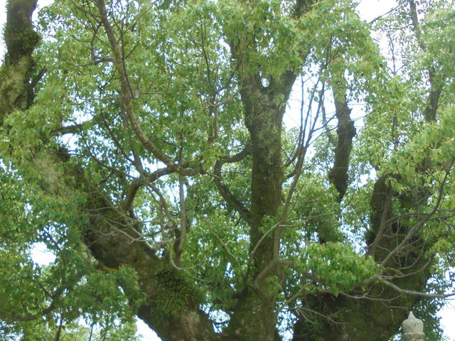 ��������̕��c�����_�Ђ̃E�o���K�V�̓��e�ʐ^1