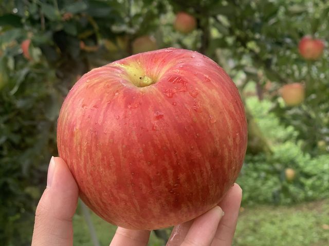 �����S���_����񂲉�