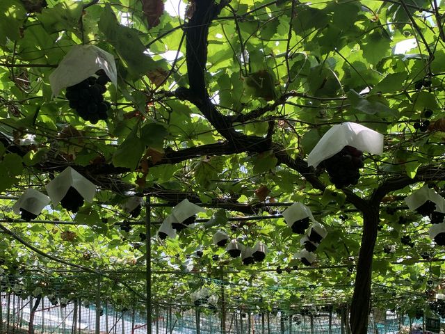 �Ԃǂ��̖��Ɨt�̓��A���������ł�_33���E��(�����s�ό��Ԃǂ��Z���^�[�����x��)