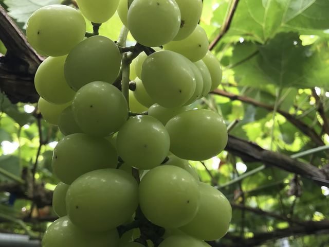 �V���C���}�X�J�b�g_�����_��