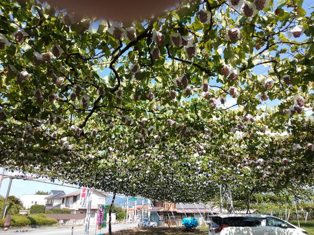 ����Ȃɑ�R�Ȃ��Ă�̏��߂Č��܂����I_�É��b�ʉ�