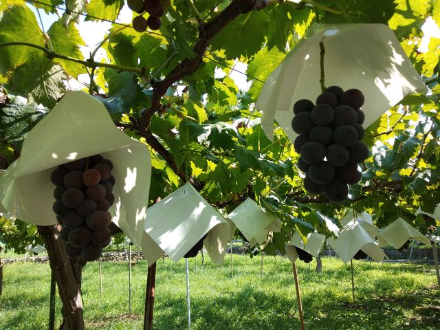 �����������ȂԂǂ��I_�É��b�ʉ�