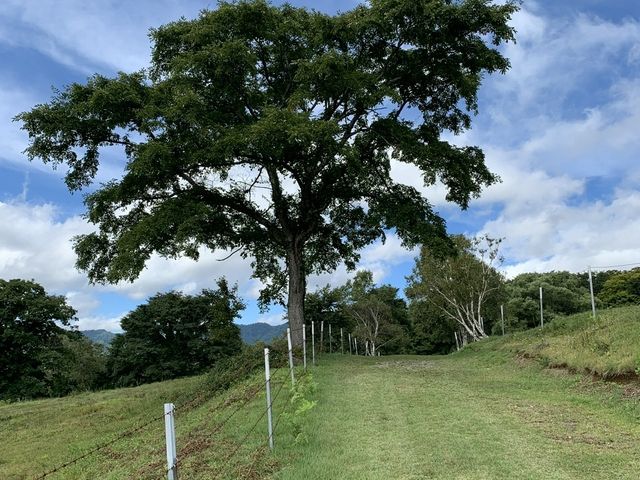 �q��̏��a_�������q��