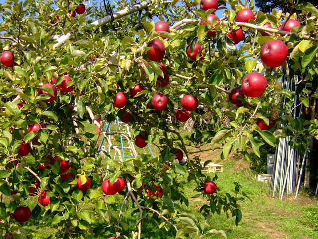 ��r�_��_��񂲂₳��̑�r�_��