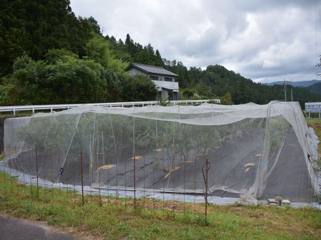 �u���[�x���[�̂��݂�_�u���[�x���[�̂��݂�