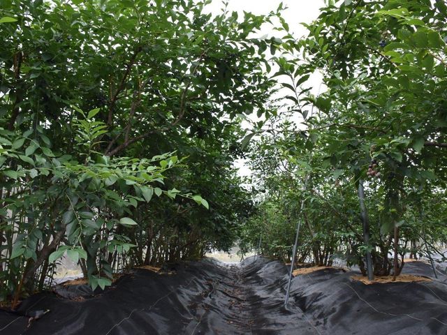 �u���[�x���[�̂��݂�_�u���[�x���[�̂��݂�