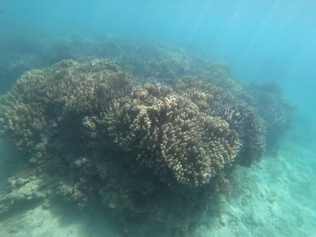 �S�����`���b�v_�����_�C�u (MalDive)