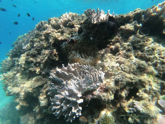 �S�����`���b�v�ɂ�_�����_�C�u (MalDive)