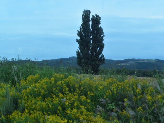 ����������_�P���ƃ����[�̖�