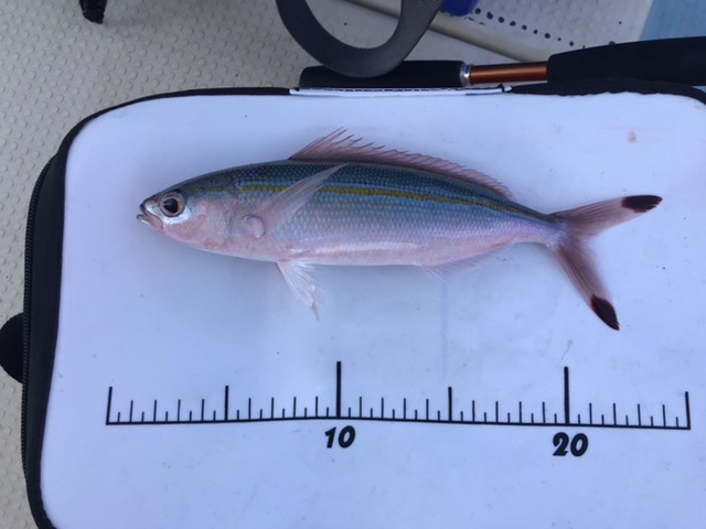 �O���N���̓z���g���Y�킾�Ȃ��I_sea-Walker