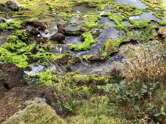 チャツボミゴケ公園の口コミ一覧 じゃらんnet