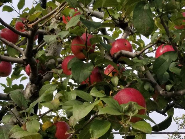 ��Ԕ����������Ȃ̂ǁ[�ꂾ(^^)_��{�ό���񂲉�