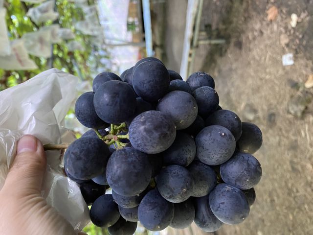 ����݂��������ǁA�x���[A_�@���΂Ԃǂ����