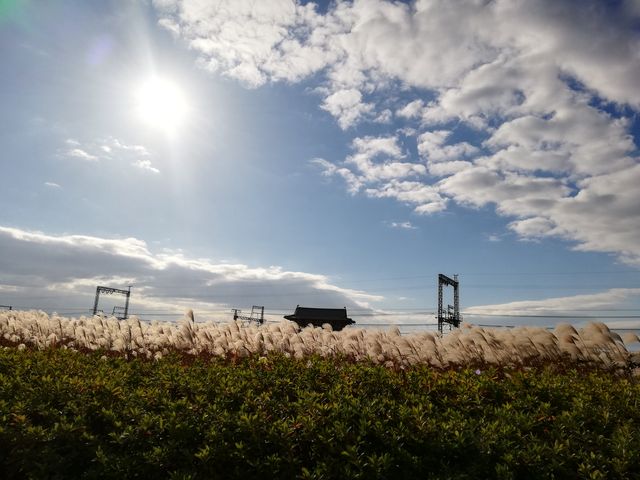 �X�X�L�̌������̎鐝��_�鐝��Ђ��