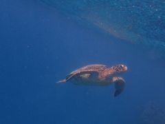 񂳂̃RY~bNA[Xւ̓eʐ^1