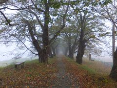 jR񂳂̕Oؓ̍؂ւ̓eʐ^1