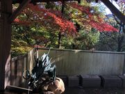 nyanco����̊J�����̓��e�ʐ^4