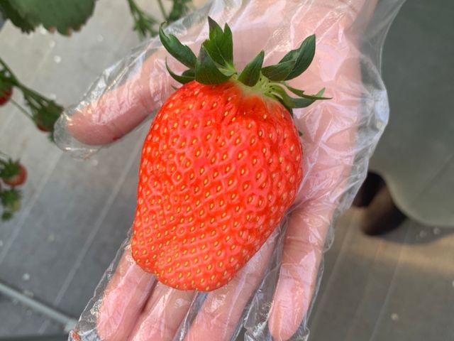 �߂��Ⴍ����傫�� �Â� ����  �ō��ɗǂ����� �͕P_�����ό��A�O���X�l����