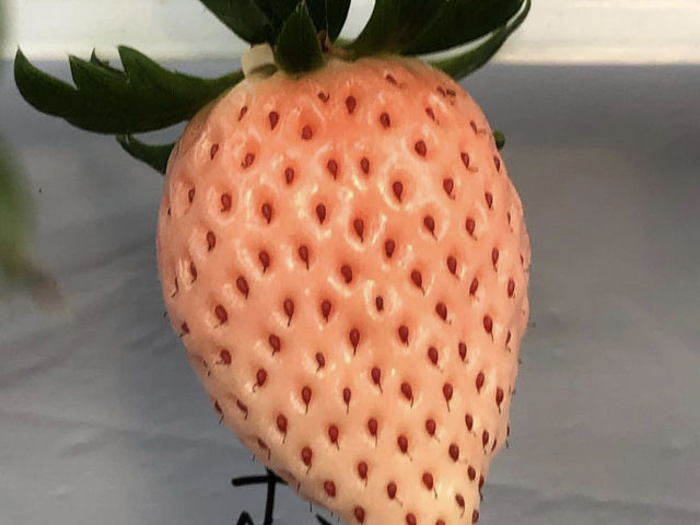 �z���C�g�x���[_�����t�B�[���Y