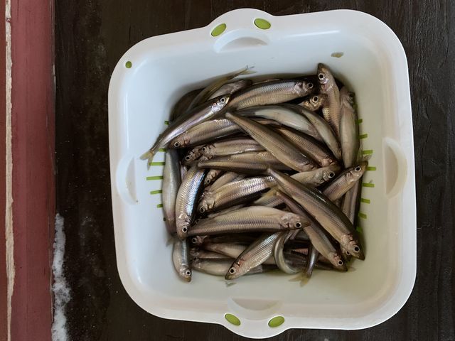 �ނꂽ���J�T�M_���Ȃ�܌΃L�����v��O�@�킩�����ނ�